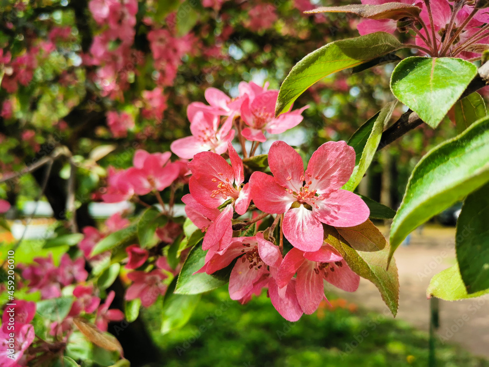 A branch of an apple tree with red and pink flowers in the sun in a park on Elagin Island in St. Petersburg. A branch of an apple tree with red and pink flowers in the sun in a park on Elagin Island in St. Petersburg.