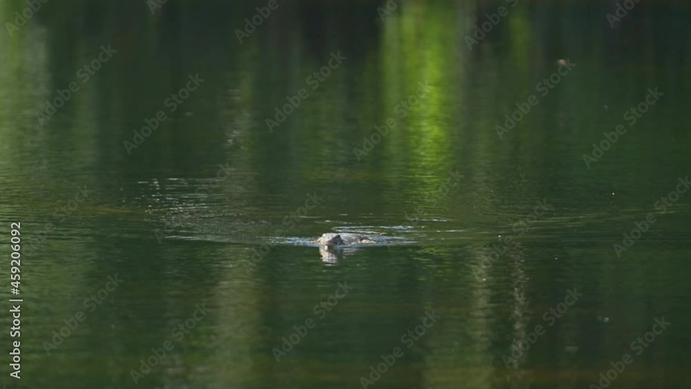On a sunny day of rainy season. A big water monitor swims across the banks of a large swamp.
On a sunny day of rainy season. A big water monitor swims across the banks of a large swamp.