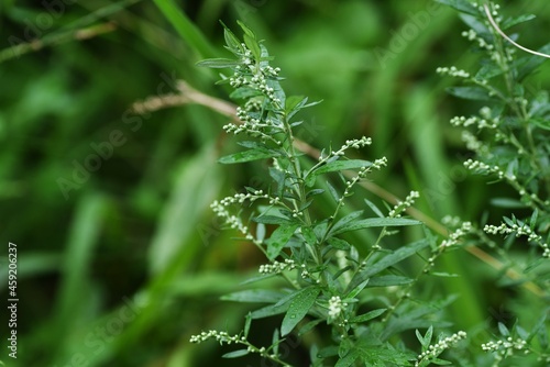 Japanese mugwort flowers. Asteraceae perennial grass. Wild vegetables and herbal medicine material. photo