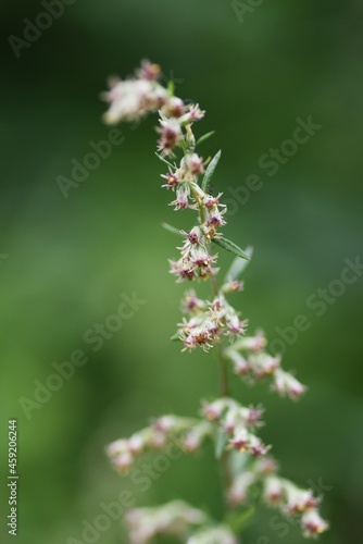 Japanese mugwort flowers. Asteraceae perennial grass. Wild vegetables and herbal medicine material. © tamu