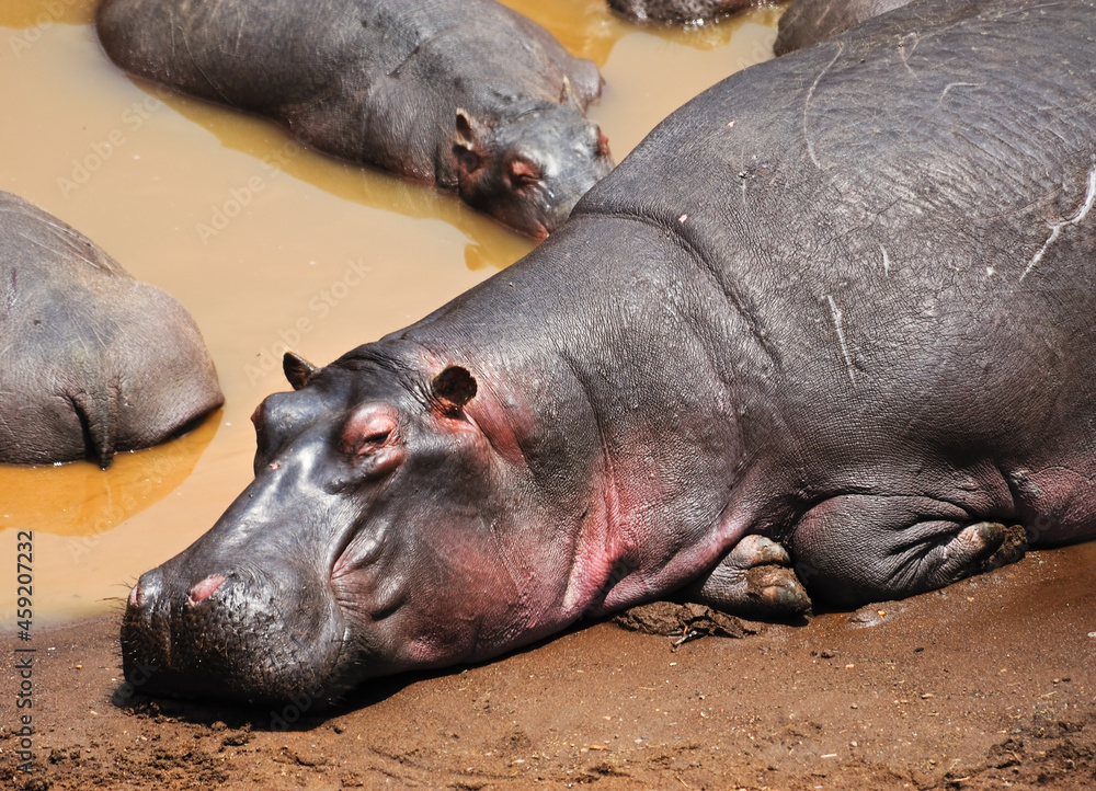 Hippopotamus in the African forest. Wildlife, wild animals, national park
Hippopotamus in the African forest. Wildlife, wild animals, national park