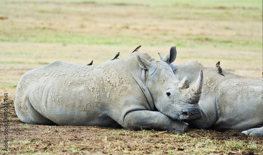 Obraz premium White Rhinoceros grazing grass in the Maasai Mara, Kenya 