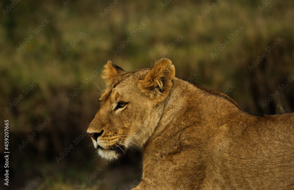 Wild African lioness, Masai mara, Kenya, Africa
Wild African lioness, Masai mara, Kenya, Africa