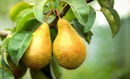 Two ripe yellow juicy pears on a tree.
