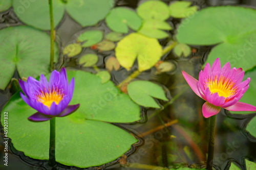 Pink and purple water lily flower floating on the water - ピンク 紫色 睡蓮 花 