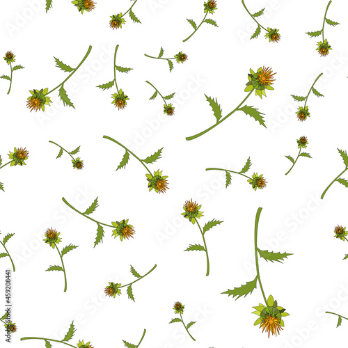 Seamless pattern. Safflower, Carthamus tinctorius, an oil plant. color illustration on a white background. Hand-drawn botanical vector illustration. Design for packaging paper and fabric.