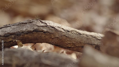 Wallpaper Mural Close-up of wooden branches used for winter heating Torontodigital.ca