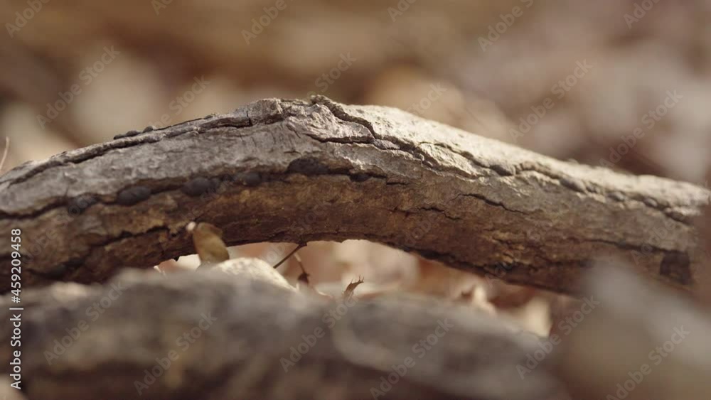Close-up of the forest ground where the branches lie Close-up of the forest ground where the branches lie