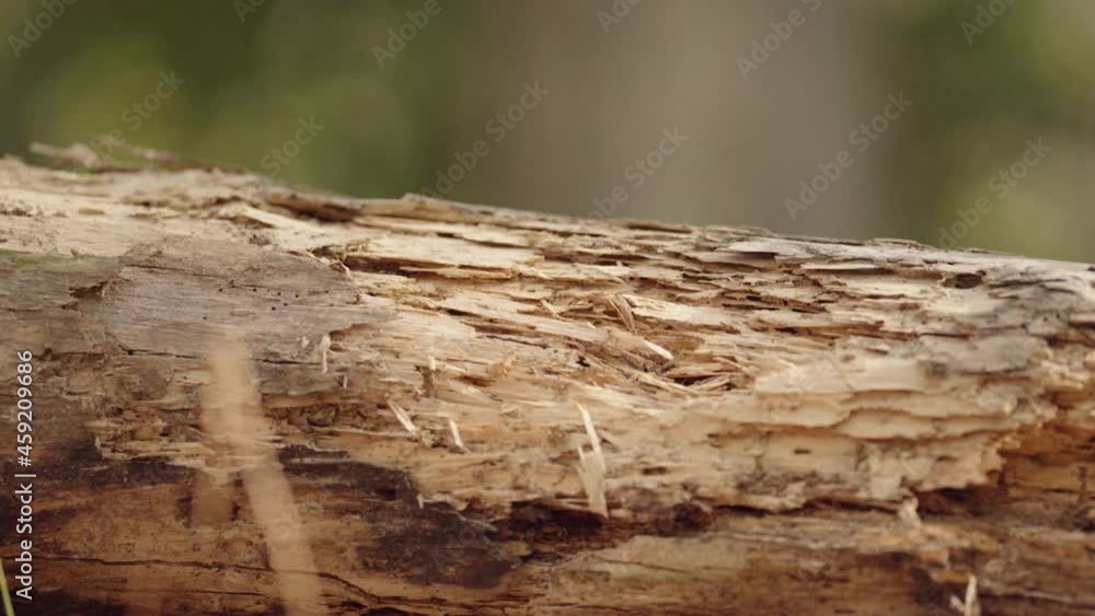 Decaying and shaved tree trunk (1) Decaying and shaved tree trunk (1)