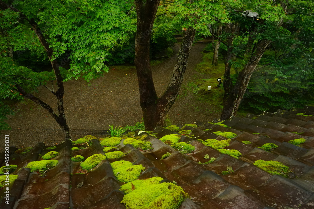 Moss on Traditional Japanese Roof, Kawara or Clay Roof Tiles - 屋根瓦 苔	