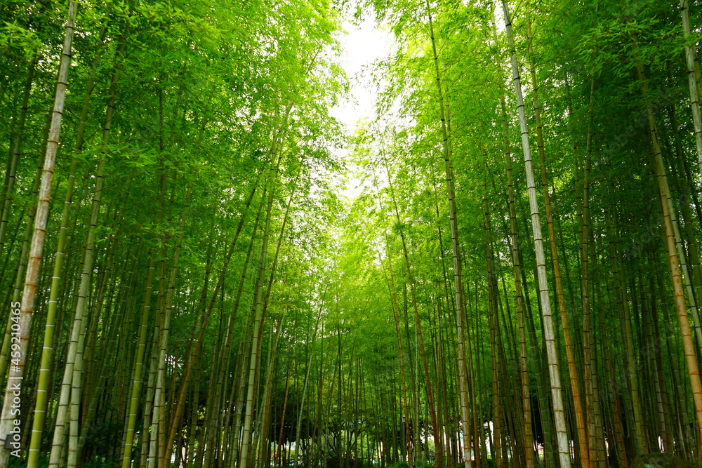 Green Fresh Bamboo Forest in Oita, Japan - 日本 大分県 別府公園 竹林 Green Fresh Bamboo Forest in Oita, Japan - 日本 大分県 別府公園 竹林