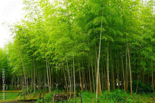 Green Fresh Bamboo Forest in Oita  Japan -                                      
