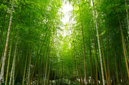 Green Fresh Bamboo Forest in Oita, Japan - 日本 大分県 別府公園 竹林  © Eric Akashi