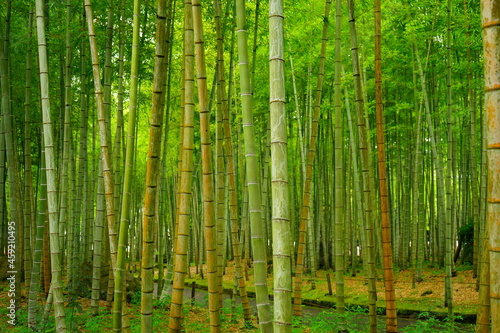 Green Fresh Bamboo Forest in Oita, Japan - 日本 大分県 別府公園 竹林 