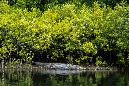 A large 5 metre Saltwater crocodile in the Daintree Rainforest, Cape Tribulation, Australia. It is at Cooper Creek resting on the bank.  photo