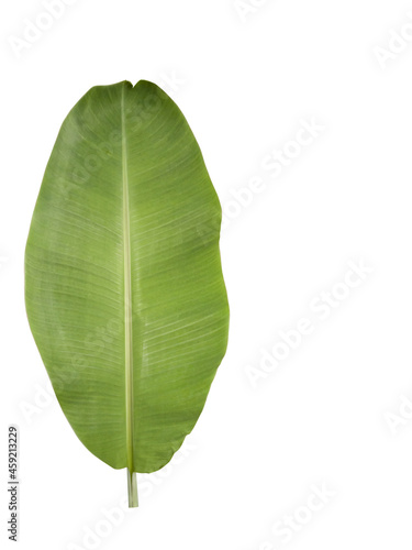 Nature pattern  fresh banana leaf  green color. Isolated. White background. Copy Space.