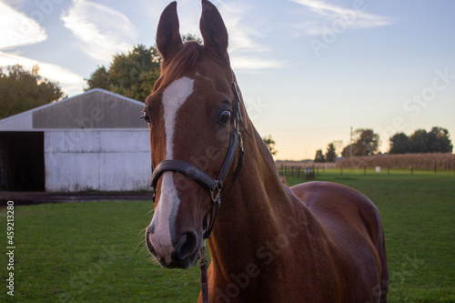 Fotografie Portrait of a chestnut American Saddlebred horse in a pasture at sunset