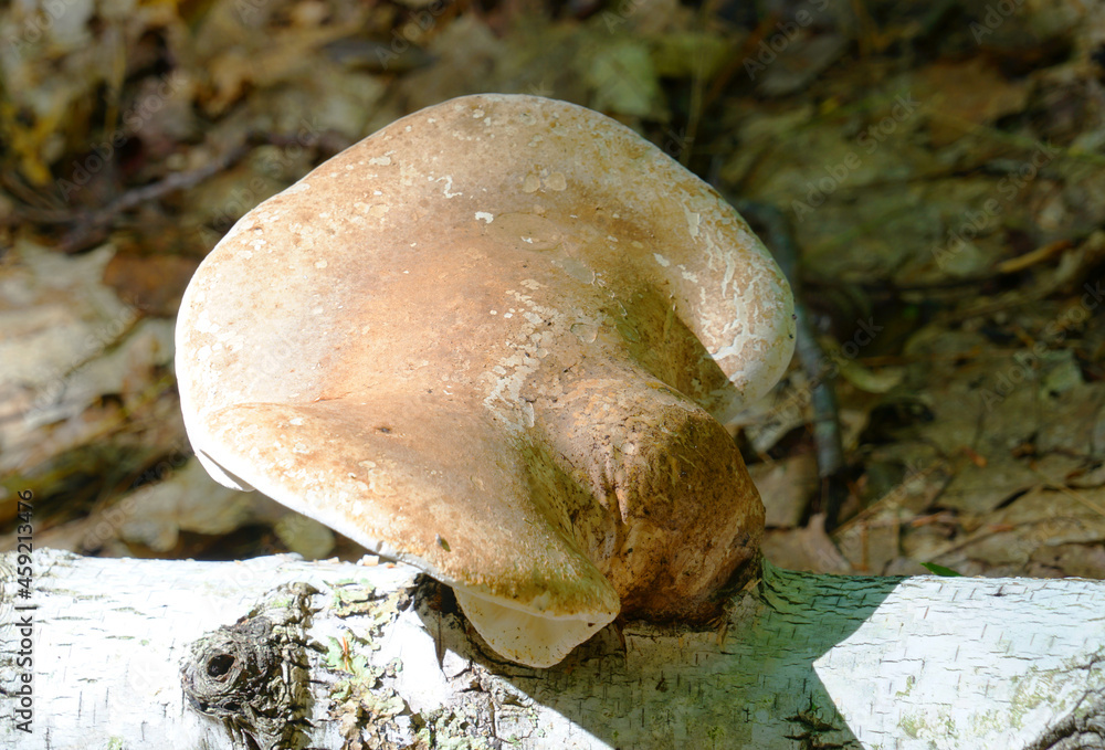 close up on brown mushroom on the tree trunk