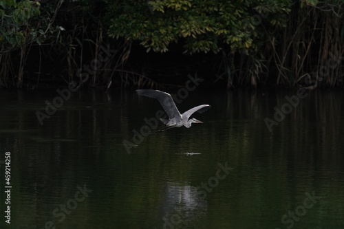 grey heron in the forest