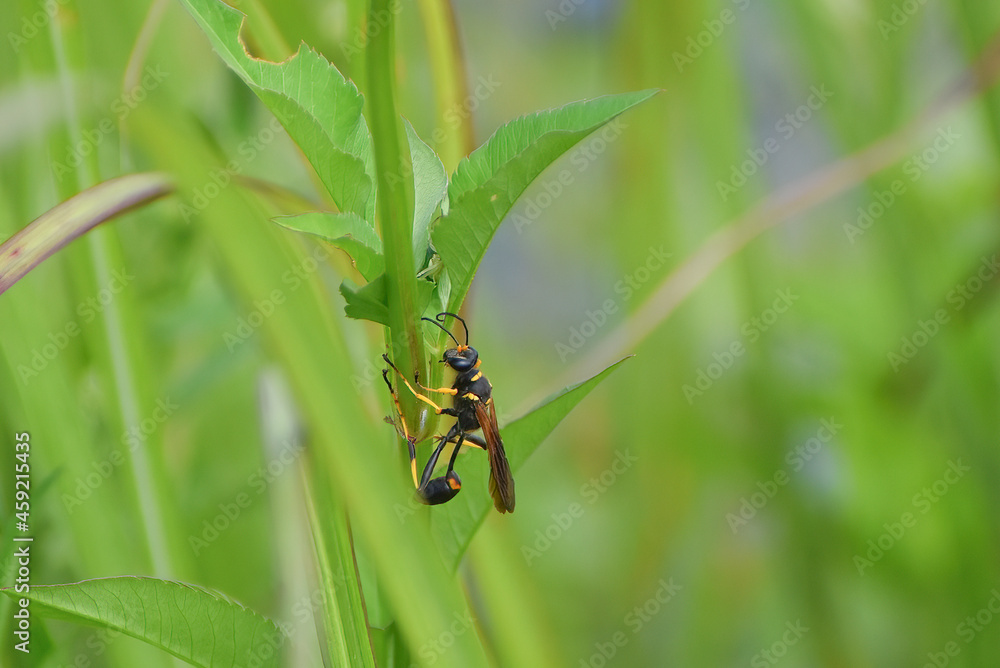 Fototapeta premium yellow-legged mud-dauber wasp aka Sceliphron caementarium