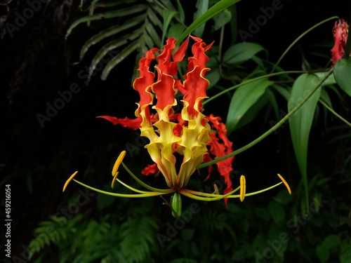 Flame Lily photo