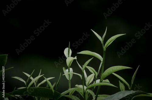 
The green nature that looks fresh when you look at it