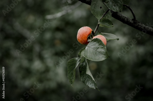 
The green nature that looks fresh when you look at it