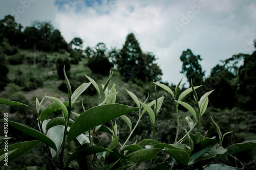 
The green nature that looks fresh when you look at it