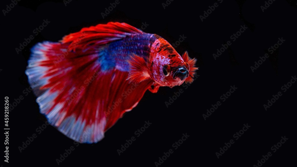 Siamese betta fish is the national fish of Thailand. It is a fighter fish. The distinctive feature of this figure has three colors: white-red-blue. Siamese betta fish is the national fish of Thailand. It is a fighter fish. The distinctive feature of this figure has three colors: white-red-blue.