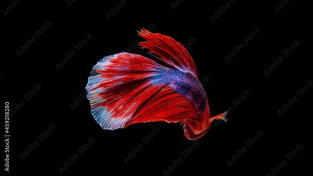 Siamese betta fish is the national fish of Thailand. It is a fighter fish. The distinctive feature of this figure has three colors: white-red-blue. Siamese betta fish is the national fish of Thailand. It is a fighter fish. The distinctive feature of this figure has three colors: white-red-blue.