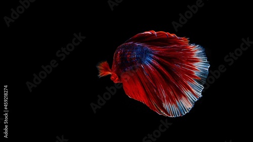 Siamese betta fish is the national fish of Thailand. It is a fighter fish. The distinctive feature of this figure has three colors: white-red-blue.