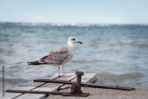 Seagull on the old sea pier background. © Natali