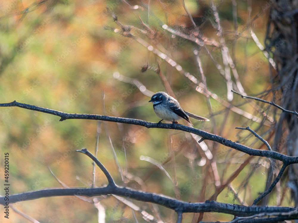 Fototapeta premium Plump Wagtail Side On