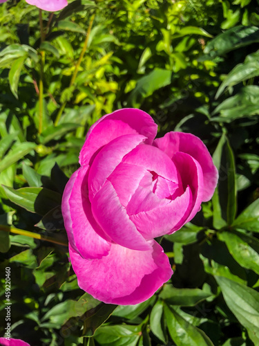 Wallpaper Mural Stock Foto Flower pink peon, beautiful summer flower Torontodigital.ca
