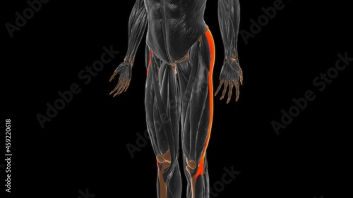 Iliotibial tract or band Anatomy For Medical Concept 3D photo