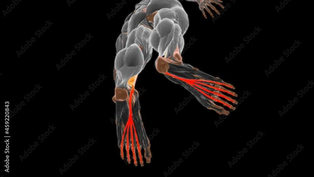 Flexor digitorum longus Muscle Anatomy For Medical Concept 3D vídeo do ...