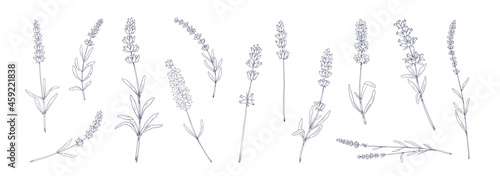 Lavender flower. Hand drawn floral herbal tea collection. Botanical garden grass sketches set. Provence nature elements drawing collection. Vector plant stems with blossom and leaves