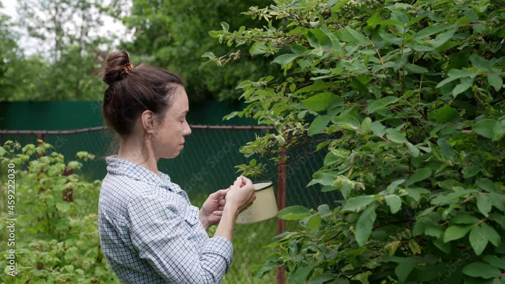 A female gardener in a plaid shirt is harvesting berries in the garden A female gardener in a plaid shirt is harvesting berries in the garden