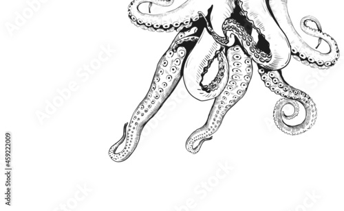 Tentacle framing. Hand drawn seafood restaurant menu engraving with octopus squid or cuttlefish limbs. Ocean animal black and white sketch. Vector cephalopod decorative border template