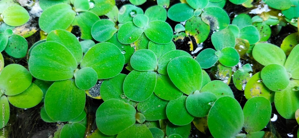 ornamental plants have beautiful leaves ornamental plants have beautiful leaves