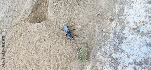 the black wasp is on the ground