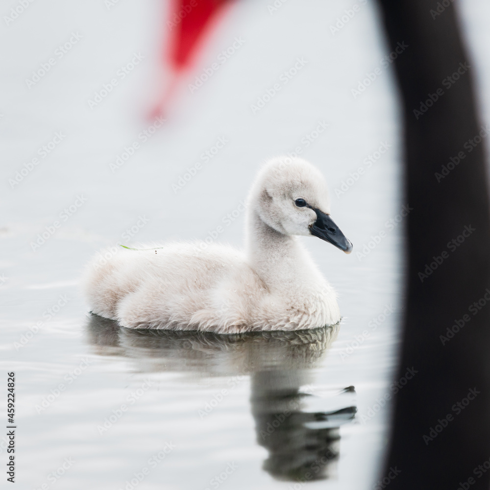 Cygnet swimming in the water, framed by mother black swan. Selective focus on cygnet. Vertical format. Cygnet swimming in the water, framed by mother black swan. Selective focus on cygnet. Vertical format.