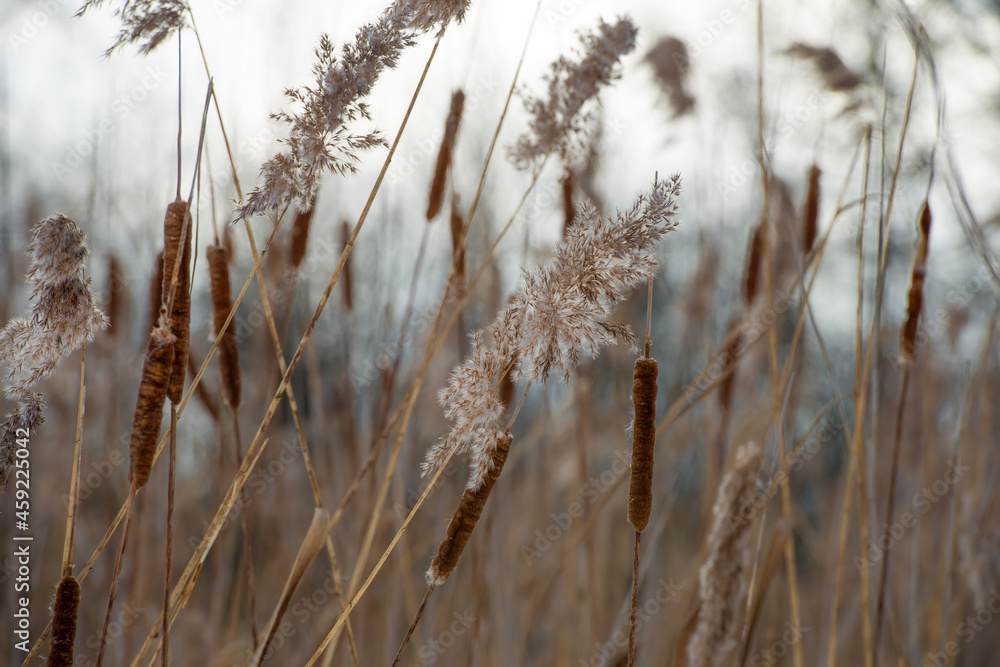 Fototapeta premium Dry reed on the lake, reed layer, reed seeds. Golden reed grass in the fall in the sun. Abstract natural background. Beautiful pattern with neutral colors. Minimal, stylish, trend concept.