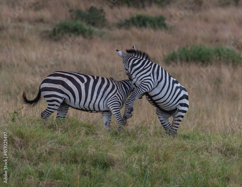 Plaufull Zebra