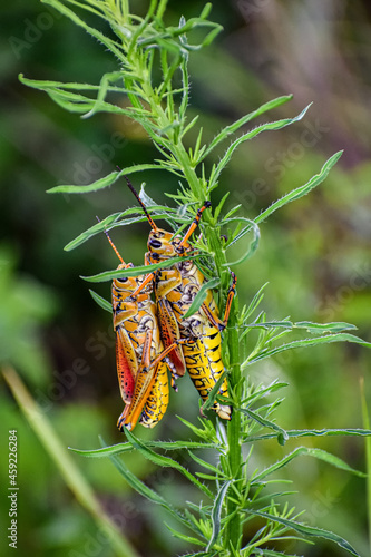 mating grasshoppers on a swamp plant photo