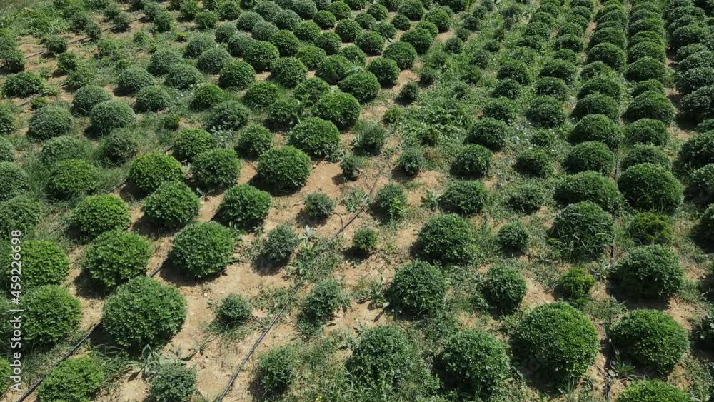 large farm growing chrysanthemums from a drone large farm growing chrysanthemums from a drone
