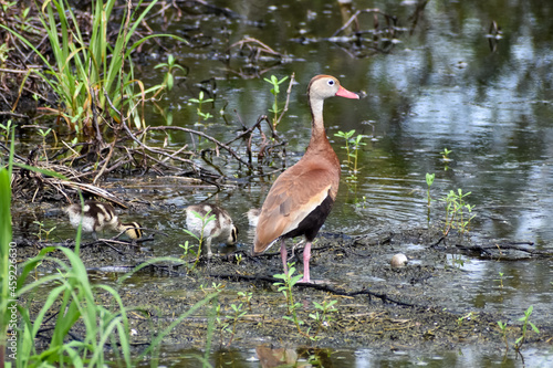 black-bellied whistling ducks and ducklings in the lake