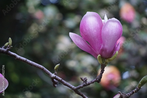 magnolia blossom