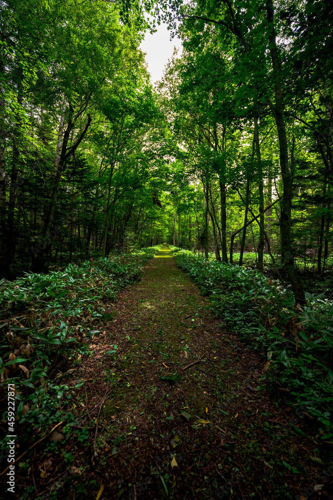 Deep forest in hokkaido