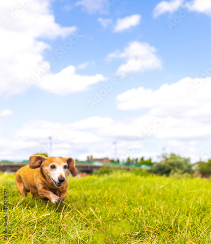 Miniature Dachshund Walk